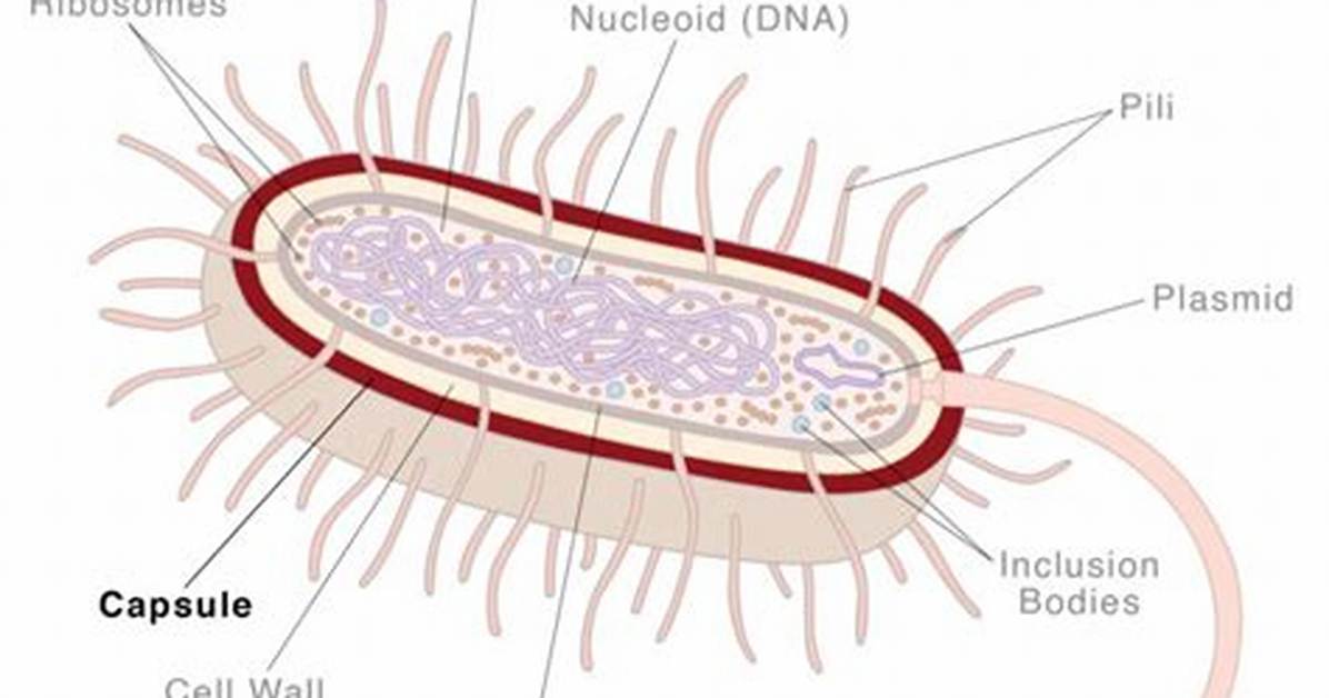 Bacterial Capsule