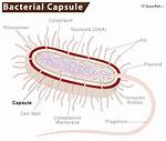Bacterial Capsule