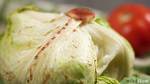 Bad Lettuce