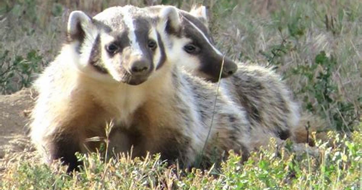Badgers Repeatedly