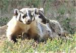 Badgers Repeatedly
