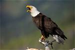 Bald Bird