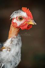 Bald Chicken