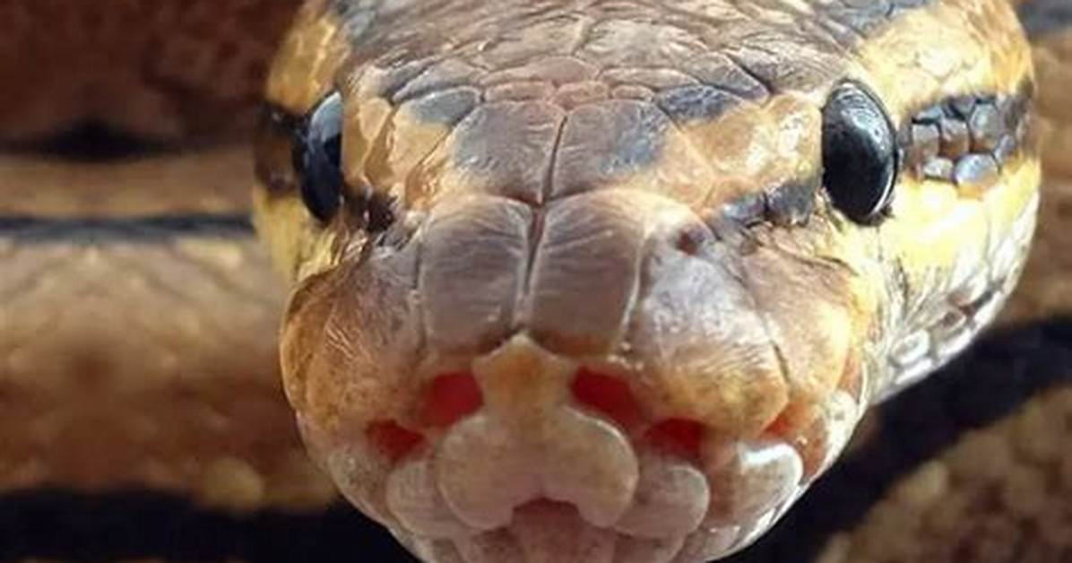 Ball Python Face