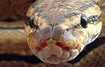 Ball Python Face