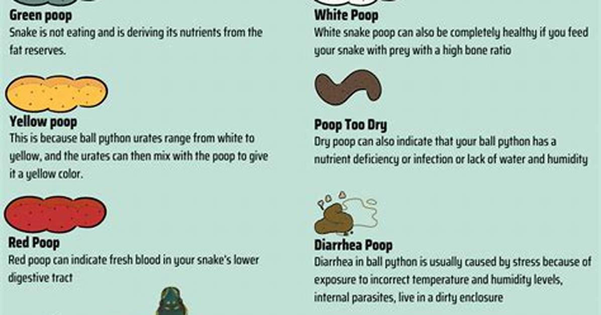Ball Python Poop