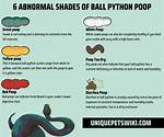 Ball Python Poop