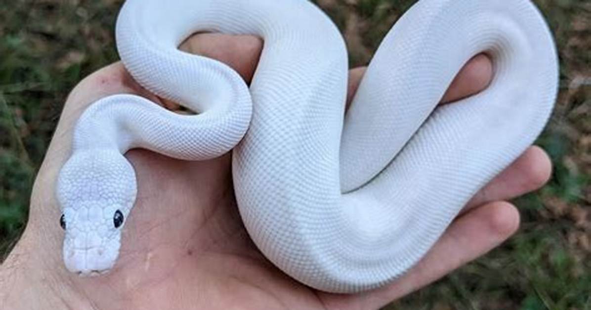 Ball Python White