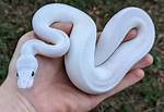 Ball Python White