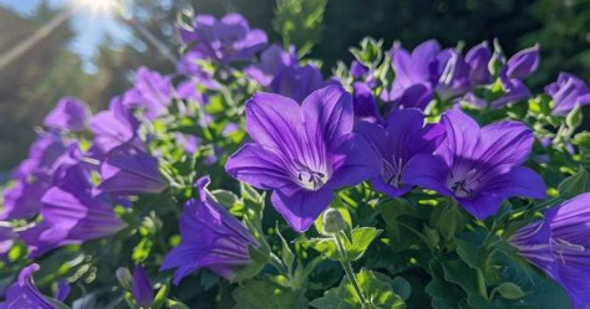 Balloon Flowers