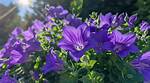 Balloon Flowers