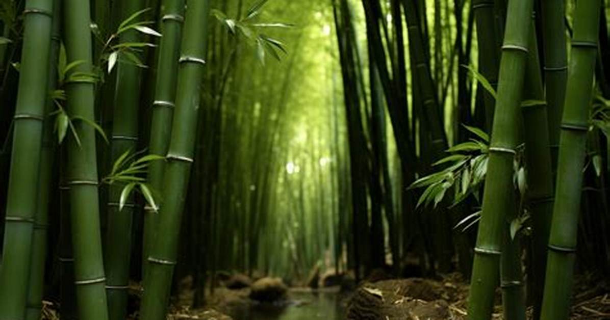 Bamboo
