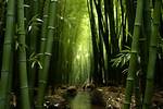 Bamboo