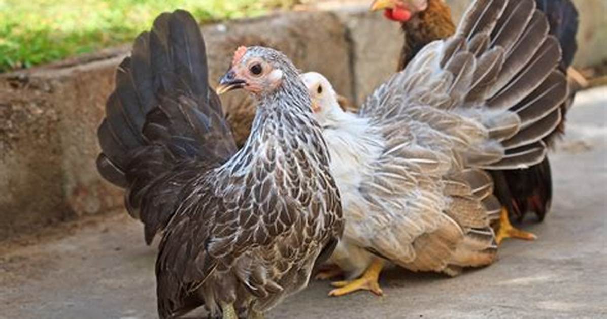 Bantam Hen