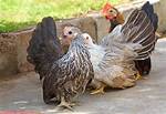 Bantam Hen