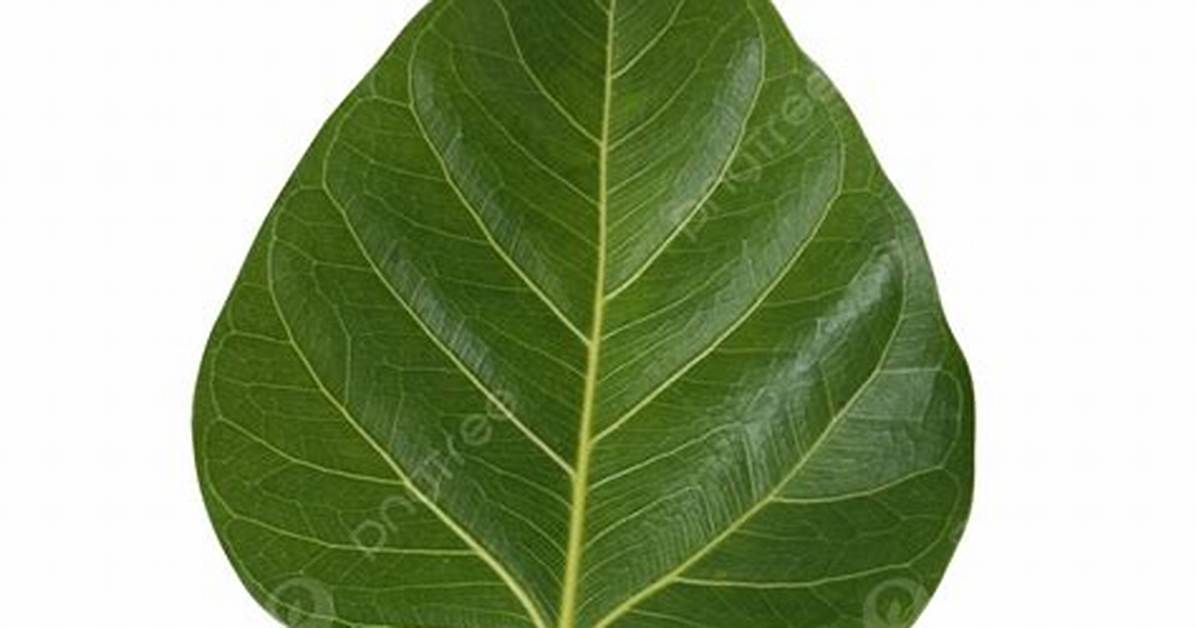 Banyan Tree Leaf