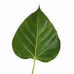 Banyan Tree Leaf