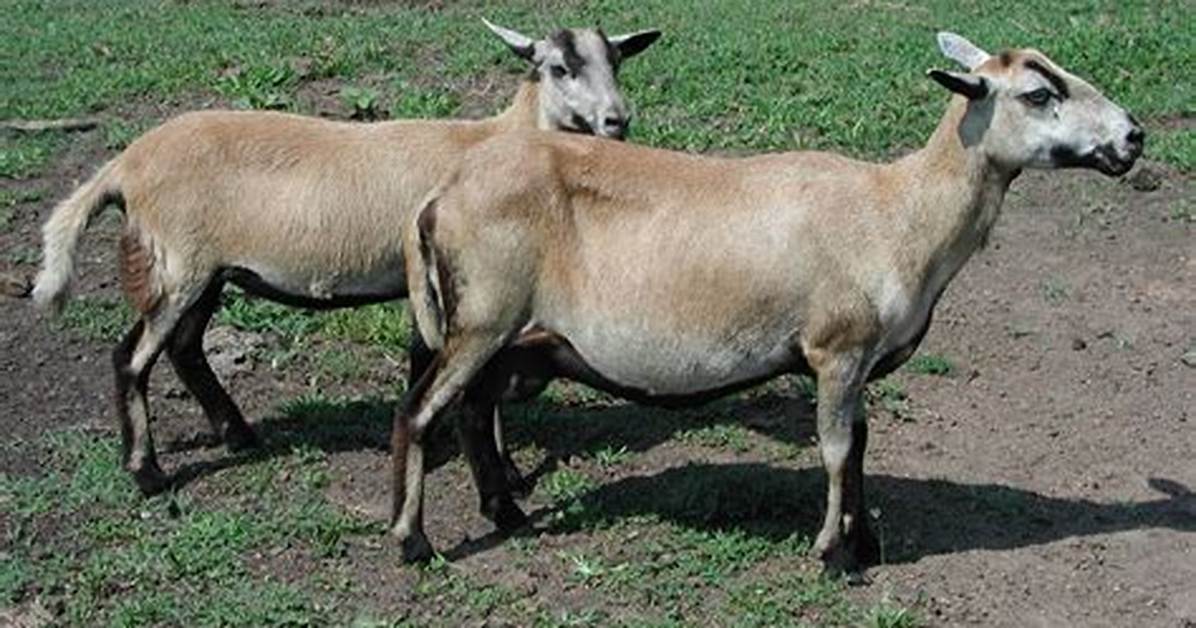 Barbado Sheep