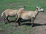 Barbado Sheep