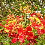 Barbados Plants