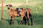 Barbados Sheep