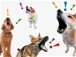 Barking Pet