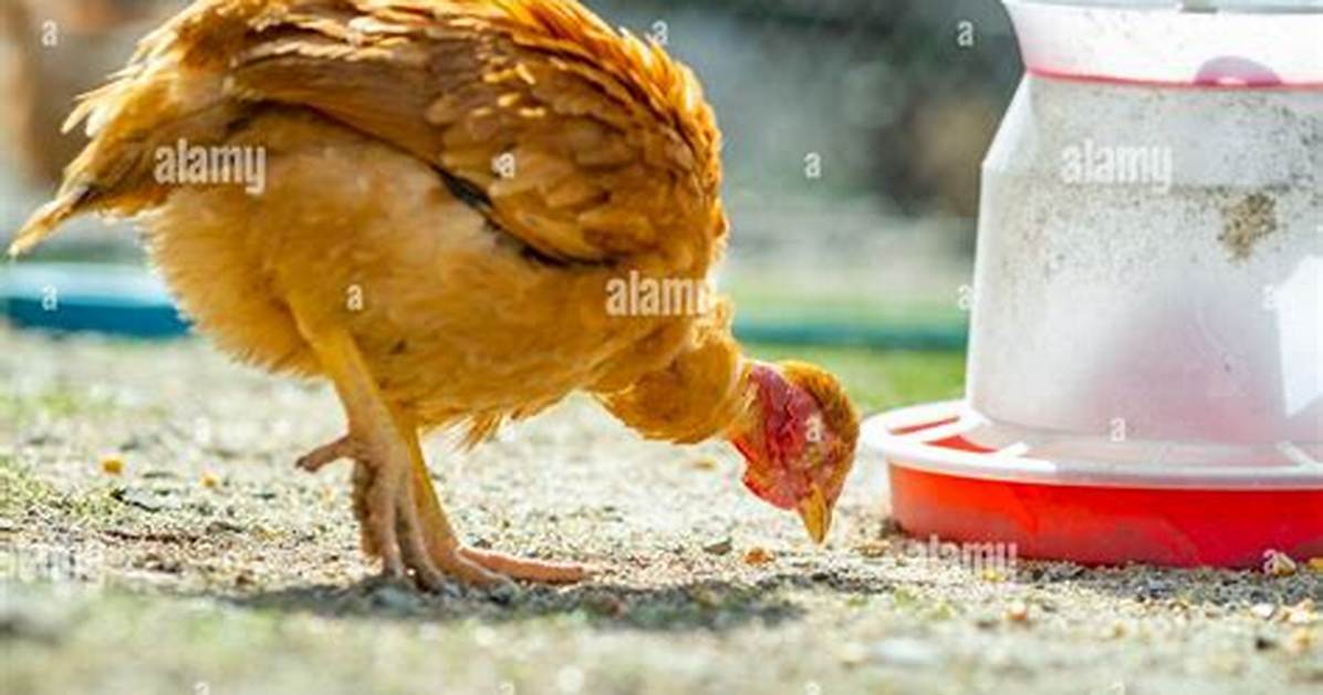 Barnyard Bird