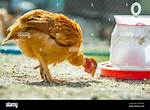 Barnyard Bird
