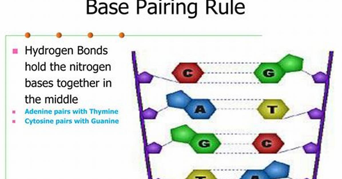 Base Pairing Rules
