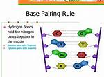 Base Pairing Rules