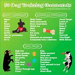 Basic Command at Dog Obedience School