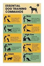 Basic Command to a Dog