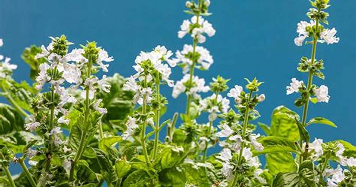 Basil Flower