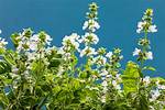 Basil Flower