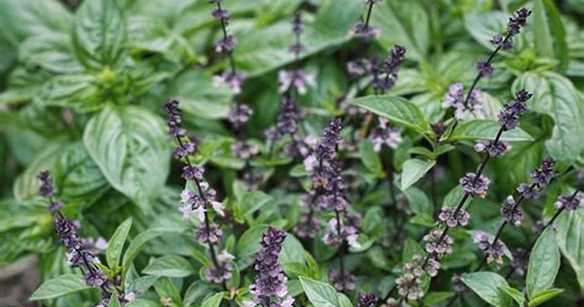 Basil Flowers