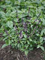Basil Flowers