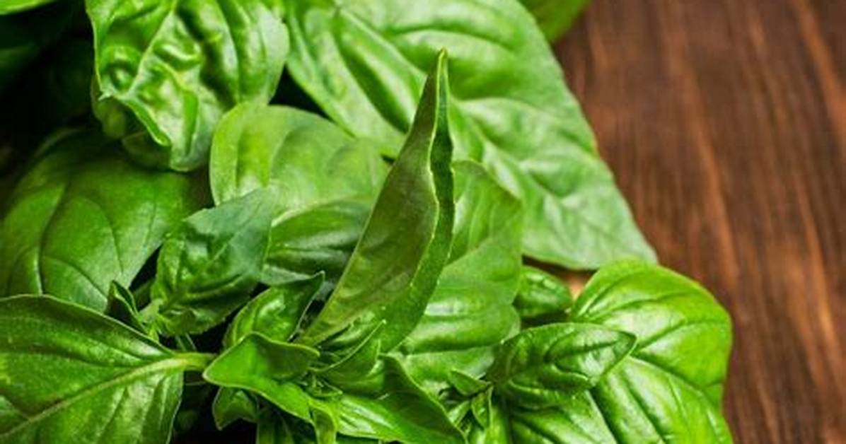 Basil Substitute