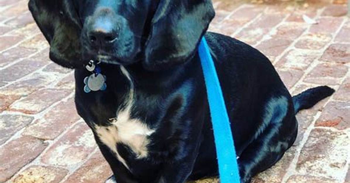 Bassador Dog