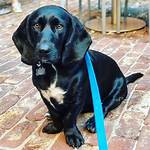 Bassador Dog