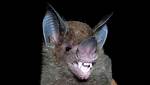 Bat/Delfiles. Ngn