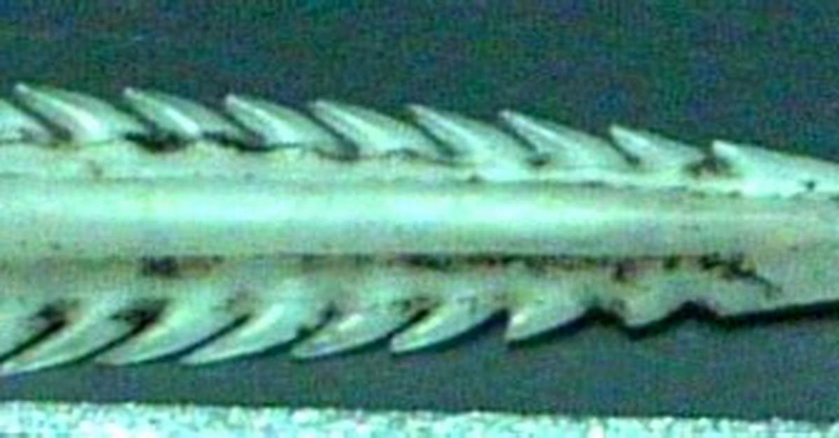 Bat Ray Stinger