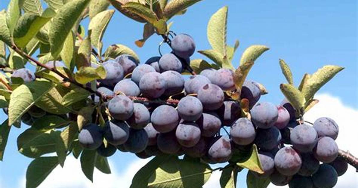 Beach Plums