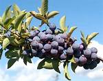 Beach Plums