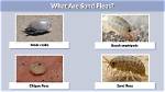 Beach Sand Fleas