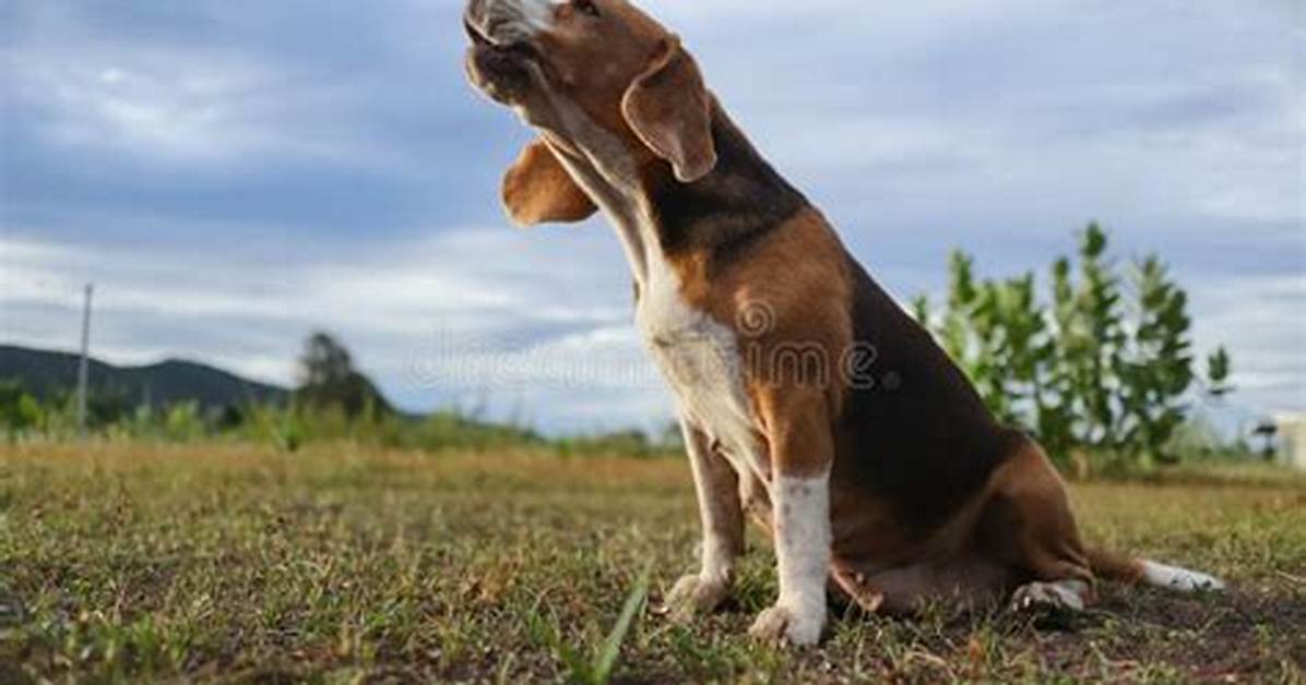 Beagle Howling