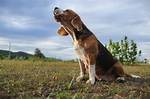 Beagle Howling