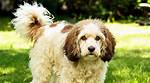 Beagle or Poodle for Example