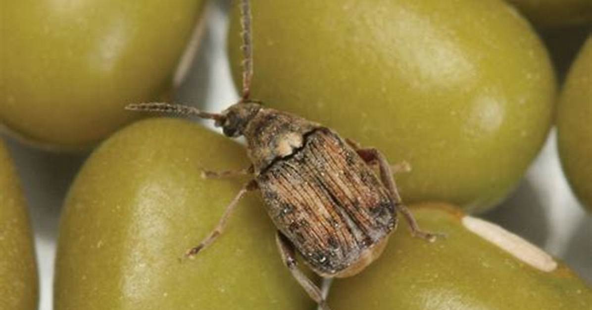 Bean Beetles