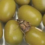 Bean Beetles