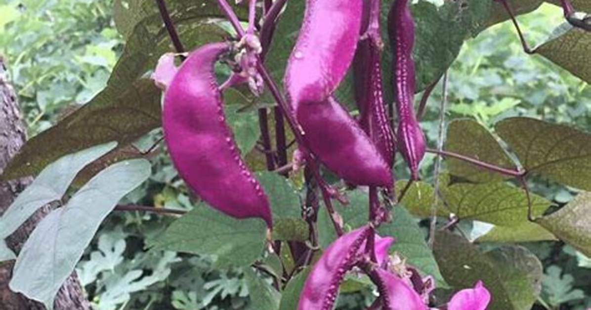 Bean Vine